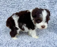 Toby (Toy), a male Miniature Schnauzer for sale in Fort Payne, AL – Photo 4 of 4