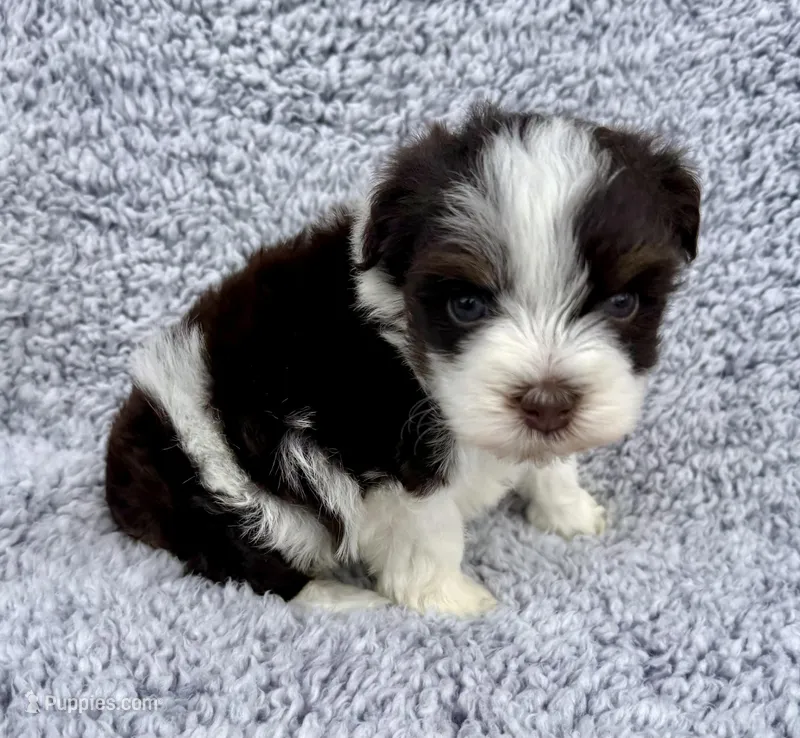 Toby (Toy) – Miniature Schnauzer puppy for sale in Fort Payne, AL