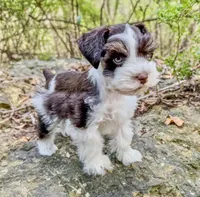 Toby, a male Miniature Schnauzer for sale in Fort Payne, AL – Photo 4 of 4