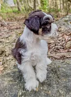 Toby, a male Miniature Schnauzer for sale in Fort Payne, AL – Photo 3 of 4