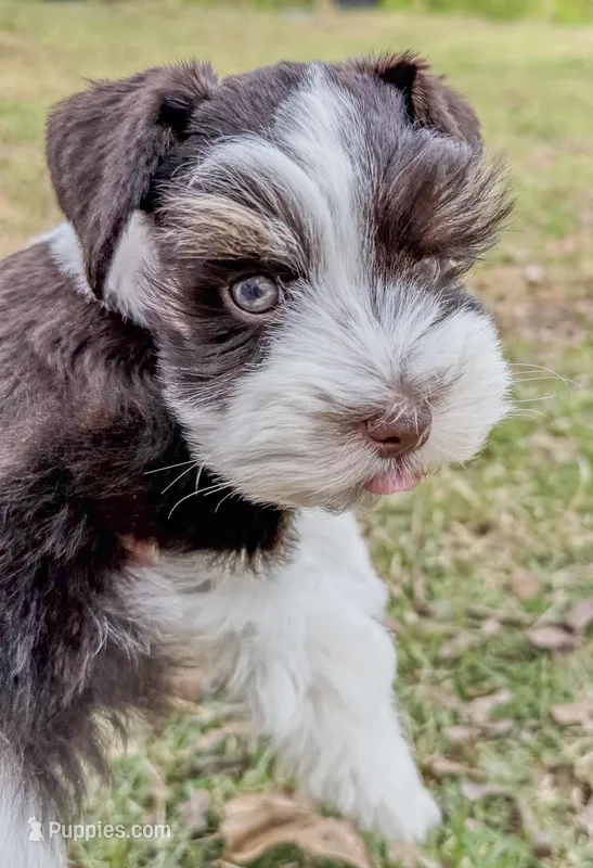 Toby – Miniature Schnauzer puppy for sale in Fort Payne, AL