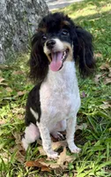 Lily, a female Poodle - Toy  for sale in Fort Payne, AL – Photo 4 of 5
