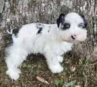 Apollo, a male Miniature Schnauzer for sale in Fort Payne, AL – 4 of 6