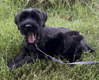 Furiosa, a female Giant Schnauzer for sale in Fort Payne, AL – Photo 4 of 5