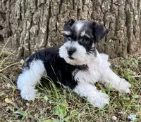 Pixie, a female Miniature Schnauzer for sale in Fort Payne, AL – 4 of 4