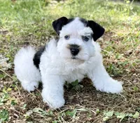Flora, a female Miniature Schnauzer for sale in Fort Payne, AL – 2 of 3