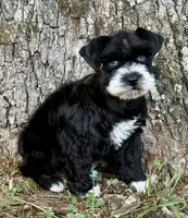 Umbra, a female Miniature Schnauzer for sale in Fort Payne, AL – 4 of 4