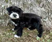 Umbra, a female Miniature Schnauzer for sale in Fort Payne, AL – 3 of 4