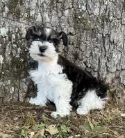 Pixie, a female Miniature Schnauzer for sale in Fort Payne, AL – 2 of 4