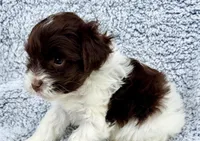 Cody (Toy), a male Miniature Schnauzer for sale in Fort Payne, AL – Photo 4 of 4