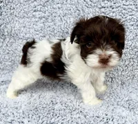 Cody (Toy), a male Miniature Schnauzer for sale in Fort Payne, AL – Photo 3 of 4