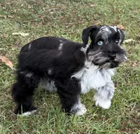 Nebula , a female Miniature Schnauzer for sale in Fort Payne, AL – 2 of 5