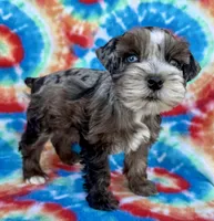 Patches (Toy), a female Miniature Schnauzer for sale in Fort Payne, AL – Photo 4 of 4