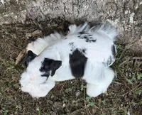 Apollo, a male Miniature Schnauzer for sale in Fort Payne, AL – 6 of 6