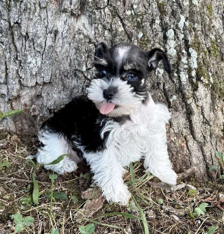 Pixie – Miniature Schnauzer puppy for sale in Fort Payne, AL