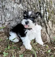 Pixie, a female Miniature Schnauzer for sale in Fort Payne, AL – 1 of 4