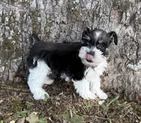 Pixie, a female Miniature Schnauzer for sale in Fort Payne, AL – 3 of 4