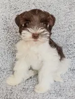 Cody , a male Miniature Schnauzer for sale in Fort Payne, AL – Photo 4 of 6