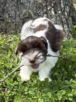 Cody , a male Miniature Schnauzer for sale in Fort Payne, AL – Photo 2 of 6