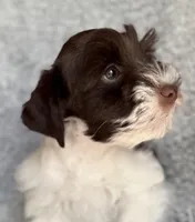 Cody , a male Miniature Schnauzer for sale in Fort Payne, AL – Photo 1 of 6