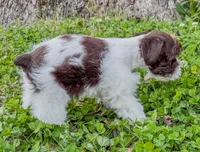 Cody , a male Miniature Schnauzer for sale in Fort Payne, AL – Photo 6 of 6