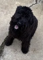 Furiosa , a female Giant Schnauzer for sale in Fort Payne, AL – Photo 1 of 3
