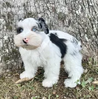Apollo, a male Miniature Schnauzer for sale in Fort Payne, AL – 2 of 6