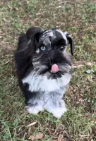 Nebula , a female Miniature Schnauzer for sale in Fort Payne, AL – 3 of 5