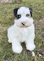 Apollo, a male Miniature Schnauzer for sale in Fort Payne, AL – 5 of 6