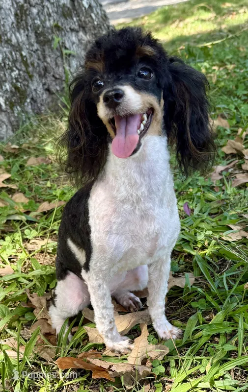 Lily – Poodle - Toy  puppy for sale in Fort Payne, AL