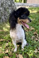 Lily, a female Poodle - Toy  for sale in Fort Payne, AL – Photo 3 of 3