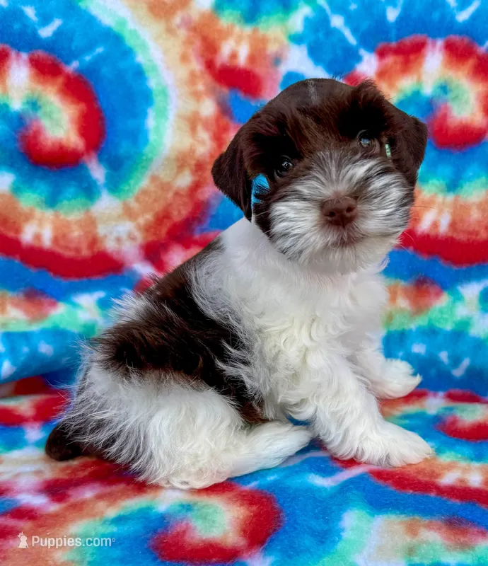 Cody (Toy) – Miniature Schnauzer puppy for sale in Fort Payne, AL