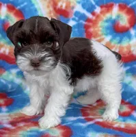 Cody (Toy), a male Miniature Schnauzer for sale in Fort Payne, AL – Photo 2 of 3