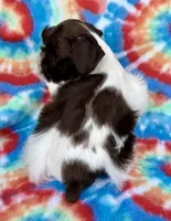 Cody (Toy), a male Miniature Schnauzer for sale in Fort Payne, AL – Photo 3 of 3