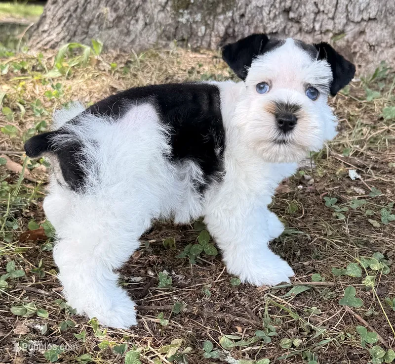 Flora – Miniature Schnauzer puppy for sale in Fort Payne, AL