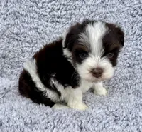 Toby (Toy), a male Miniature Schnauzer for sale in Fort Payne, AL – Photo 3 of 3