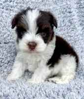 Toby (Toy), a male Miniature Schnauzer for sale in Fort Payne, AL – Photo 1 of 3