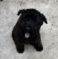 Furiosa, a female Giant Schnauzer for sale in Fort Payne, AL – Photo 2 of 5