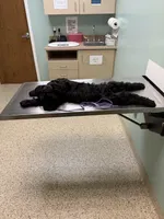 Furiosa, a female Giant Schnauzer for sale in Fort Payne, AL – Photo 5 of 5