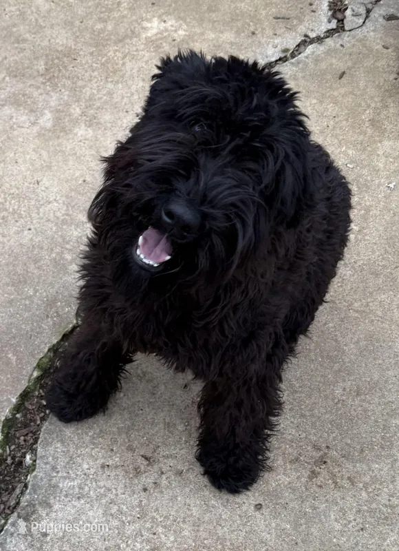 Furiosa, a female Giant Schnauzer for sale in Fort Payne, AL – Photo 1 of 5