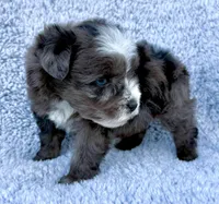 Patches (Toy), a female Miniature Schnauzer for sale in Fort Payne, AL – Photo 2 of 4