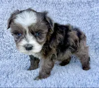 Patches (Toy), a female Miniature Schnauzer for sale in Fort Payne, AL – Photo 1 of 4