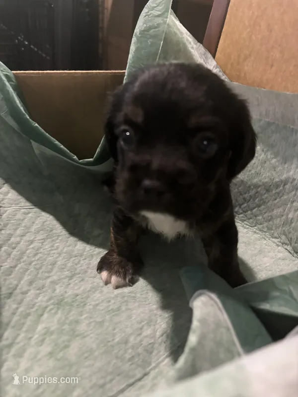Frenchie/Shih Tzu  – French Bulldog, Shih Tzu puppy for sale in Homestead, FL