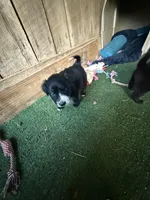 Baxter, a male Australian Shepherd for sale in Pulaski, TN – Photo 2 of 4