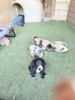 Baxter, a male Australian Shepherd for sale in Pulaski, TN – Photo 4 of 4