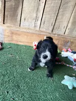 Baxter, a male Australian Shepherd for sale in Pulaski, TN – Photo 3 of 4