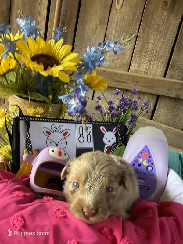 Cracie – Australian Shepherd puppy for sale in Pulaski, TN