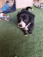 Baxter, a male Australian Shepherd for sale in Pulaski, TN – Photo 1 of 4