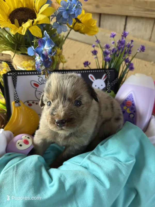 Sam – Australian Shepherd puppy for sale in Pulaski, TN