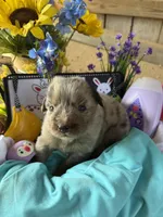 Sam, a male Australian Shepherd for sale in Pulaski, TN – 2 of 7